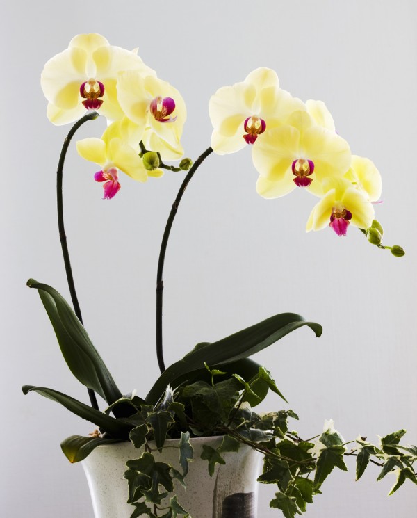お祝いに人気の胡蝶蘭の種類と良質な選び方 アロンアロン