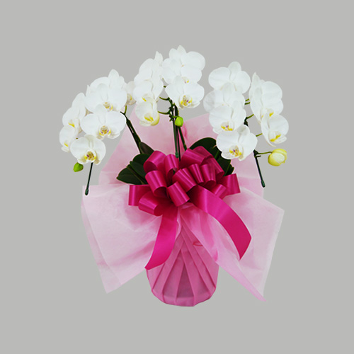 新築祝いの贈り物にはステキすぎる胡蝶蘭を 絶対に喜ばれる人気3選 アロンアロン